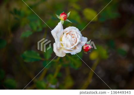 Beautiful Rose Beautiful Rose 136449343