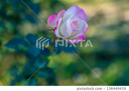 Beautiful Rose Beautiful Rose 136449439