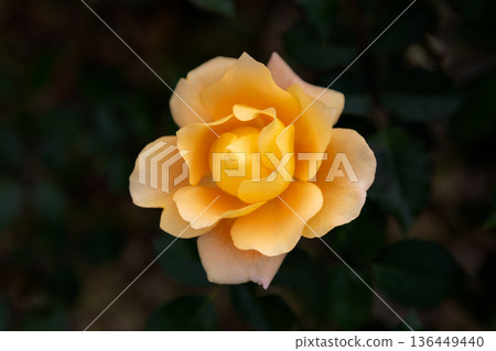 Beautiful Rose Beautiful Rose 136449440