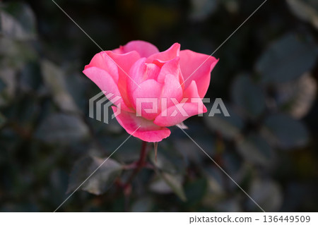 Beautiful Rose Beautiful Rose 136449509