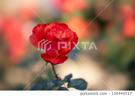 Beautiful Rose 136449517