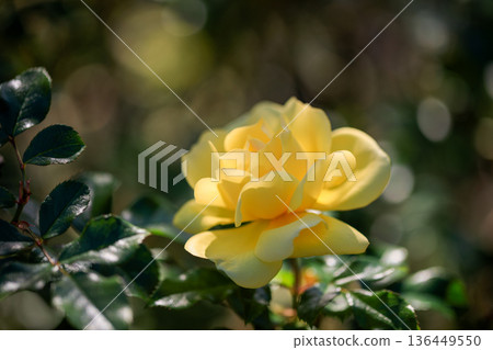 美麗的玫瑰 136449550