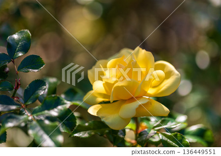 Beautiful Rose 136449551