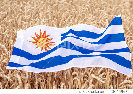 National Flag Of Uruguay Lying Golden Wheat Field Under Bright Summer Sunlight 136449673