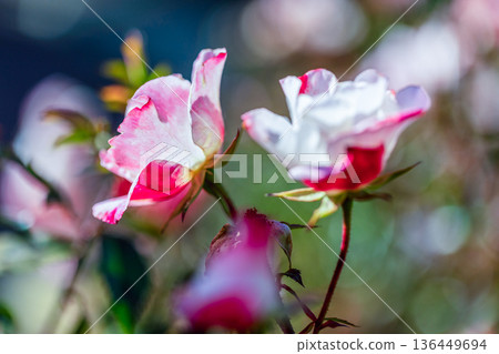 Beautiful Rose 136449694