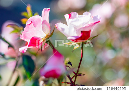 Beautiful Rose Beautiful Rose 136449695