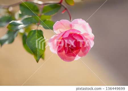 Beautiful Rose 136449699