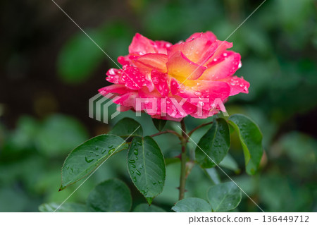 Beautiful Rose 136449712