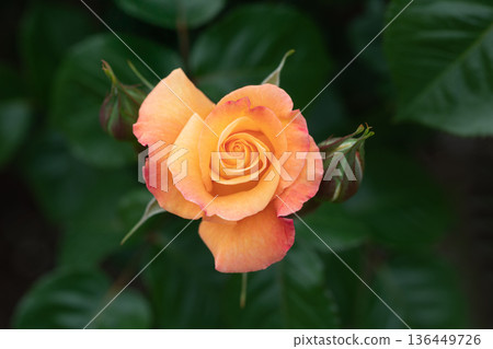 Beautiful Rose Beautiful Rose 136449726