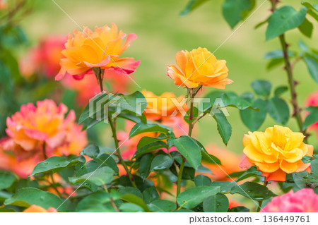 Beautiful Rose Beautiful Rose 136449761