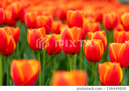 Beautiful Rose Beautiful Rose 136449808