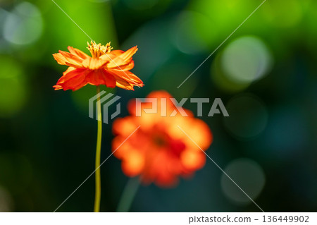 Beautiful Rose Beautiful Rose 136449902