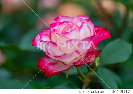Beautiful Rose 136449917