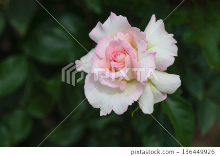 Beautiful Rose 136449926