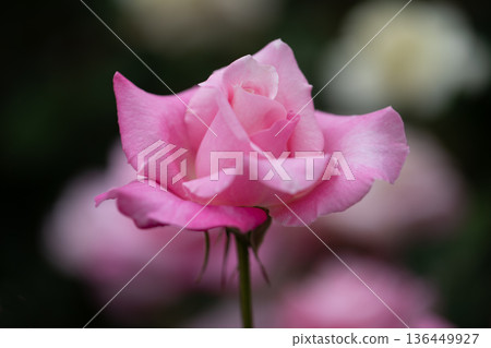 Beautiful Rose 136449927
