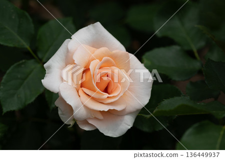 美麗的玫瑰 136449937