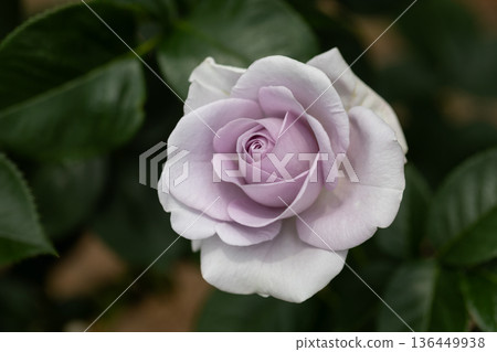美麗的玫瑰 136449938