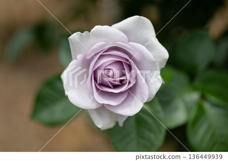 美麗的玫瑰 136449939