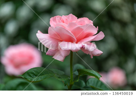 Beautiful Rose 136450019