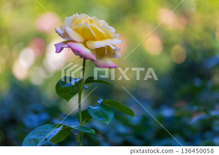 Beautiful Rose Beautiful Rose 136450058