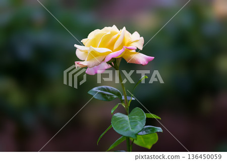 Beautiful Rose Beautiful Rose 136450059