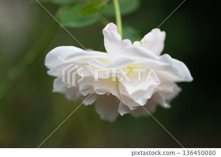 美麗的玫瑰 美麗的玫瑰 136450080