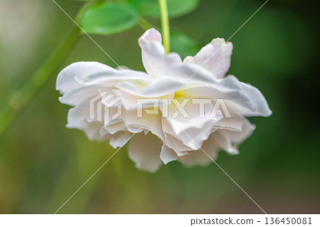 美麗的玫瑰 美麗的玫瑰 136450081