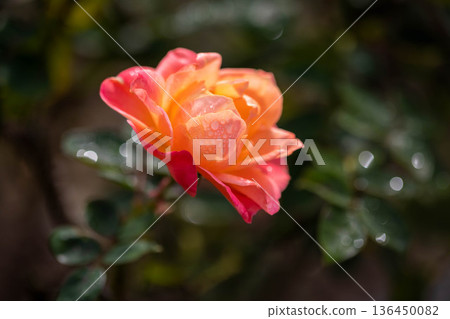 美麗的玫瑰 美麗的玫瑰 136450082