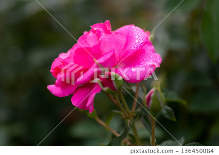 Beautiful Rose Beautiful Rose 136450084