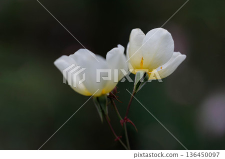 Beautiful Rose 136450097