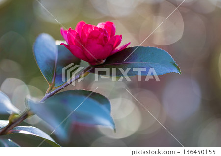 Camellia blooms 136450155