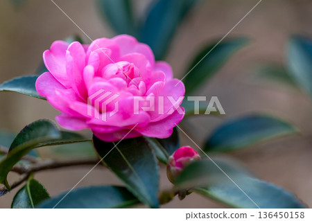山茶花開花 136450158