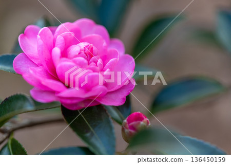 山茶花開花 136450159