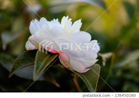 山茶花開花 山茶花開花 136450160