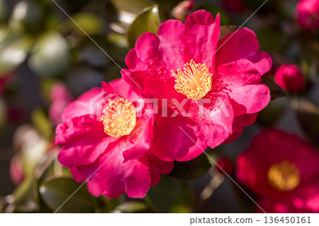 Camellia blooms Camellia blooms 136450161