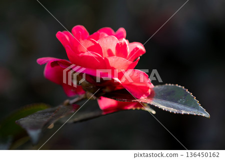 山茶花開花 山茶花開花 136450162