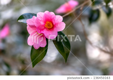 山茶花開花 山茶花開花 136450163