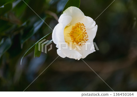 山茶花開花 山茶花開花 136450164