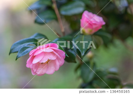 山茶花開花 山茶花開花 136450165