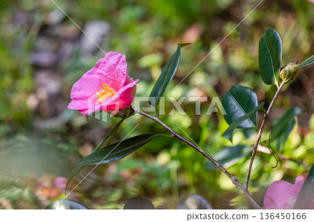 山茶花開花 山茶花開花 136450166