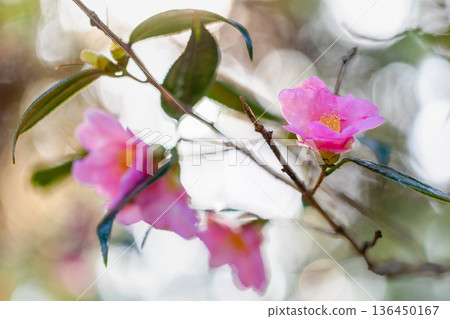 山茶花開花 山茶花開花 136450167
