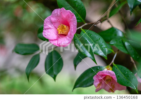 山茶花開花 山茶花開花 136450168