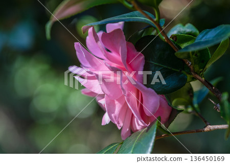 山茶花開花 136450169