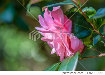 山茶花開花 136450170