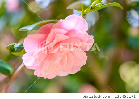 Camellia blooms Camellia blooms 136450171