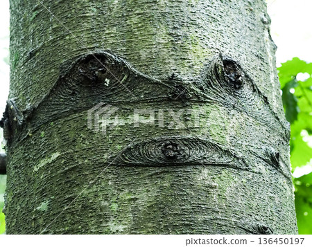 Drooping grain of wood Drooping grain of wood 136450197