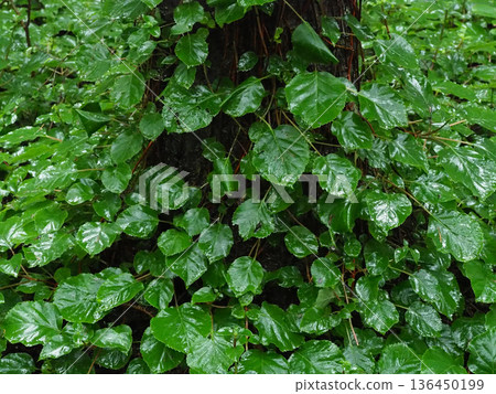 Clinical Ivy Leaf Shine Clinical Ivy Leaf Shine 136450199