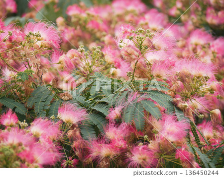 Pink Mimosa Blossom Albizia Tree in Bloom - Lush Summer Floral Background 136450244