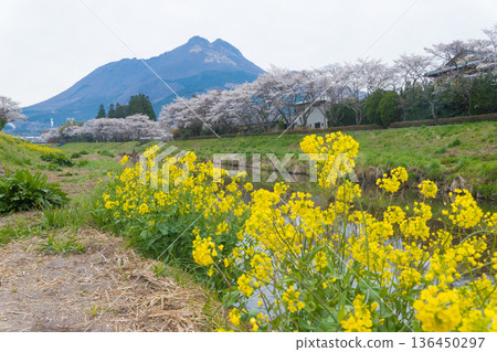 由布院的櫻花（大分縣由布市由布院） 136450297