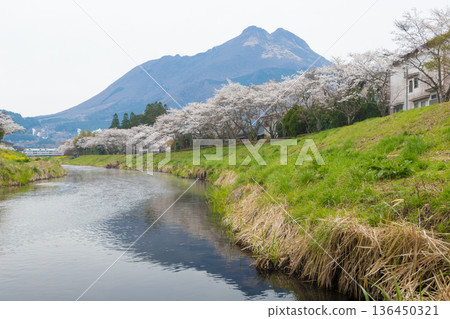 Cherry blossoms in Yufuin (Yufuin, Yufu City, Oita Prefecture) 136450321